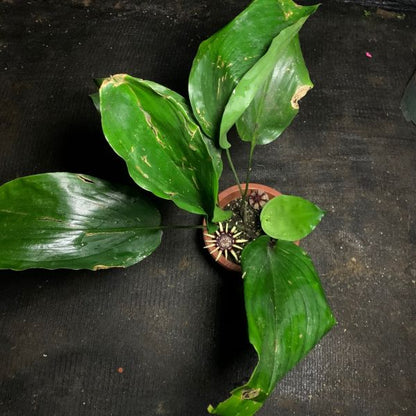 Cast Iron Plant（Aspidistra chunxiuensis）
