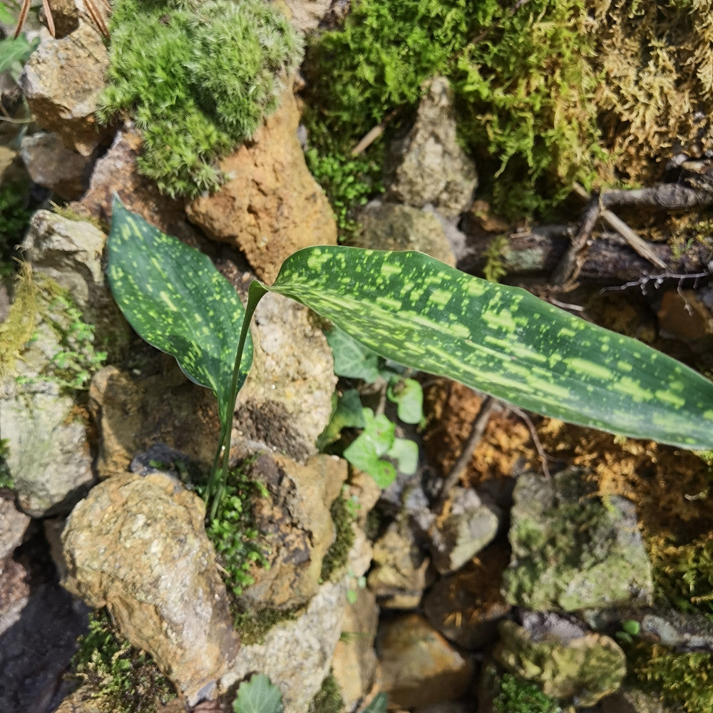 Cast Iron Plant (Aspidistra elatior Blume)