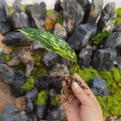 Cast Iron Plant (Aspidistra elatior Blume)