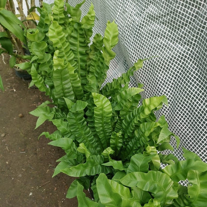 crispy wave air purifier plant Asplenium nidus 'Crispy Wave' for Sale
