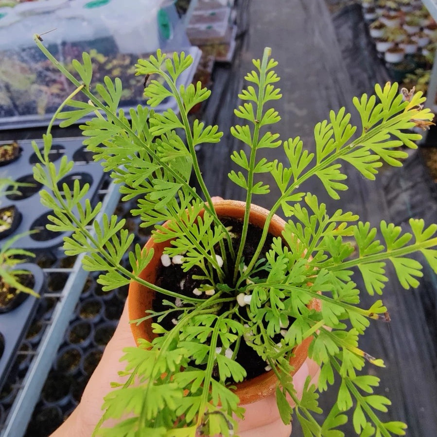 Asplenium prolongatum