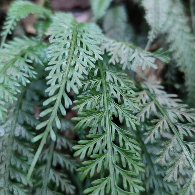 Asplenium prolongatum