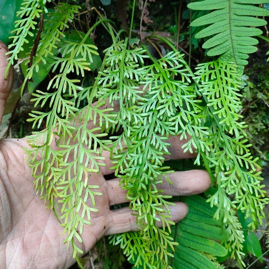 Asplenium prolongatum