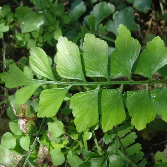 Asplenium polyodon