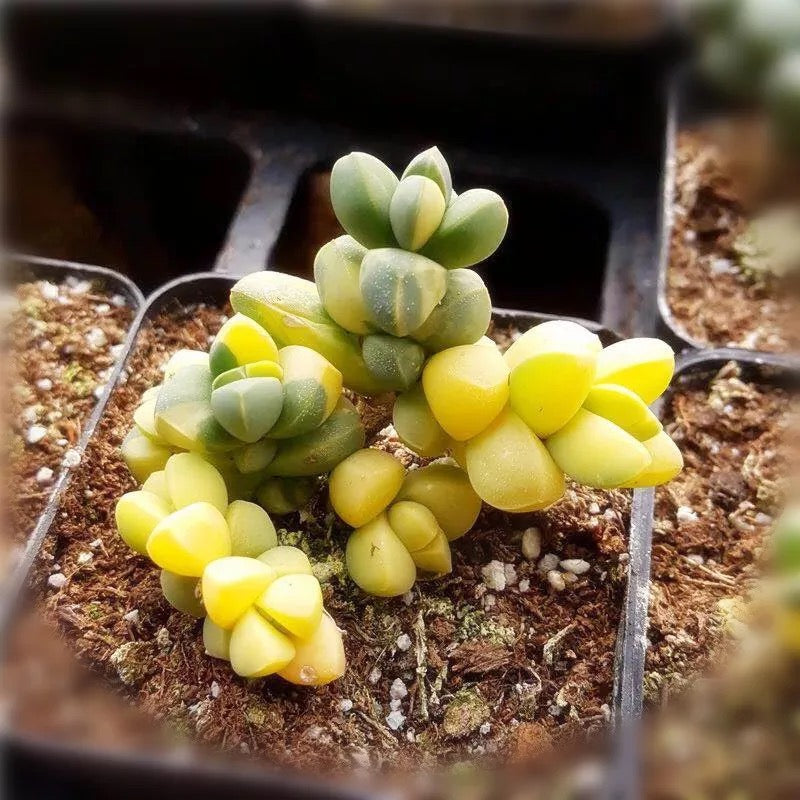 Astridia velutina var.