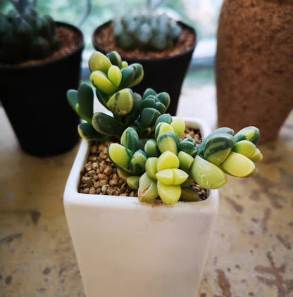 Astridia velutina var.