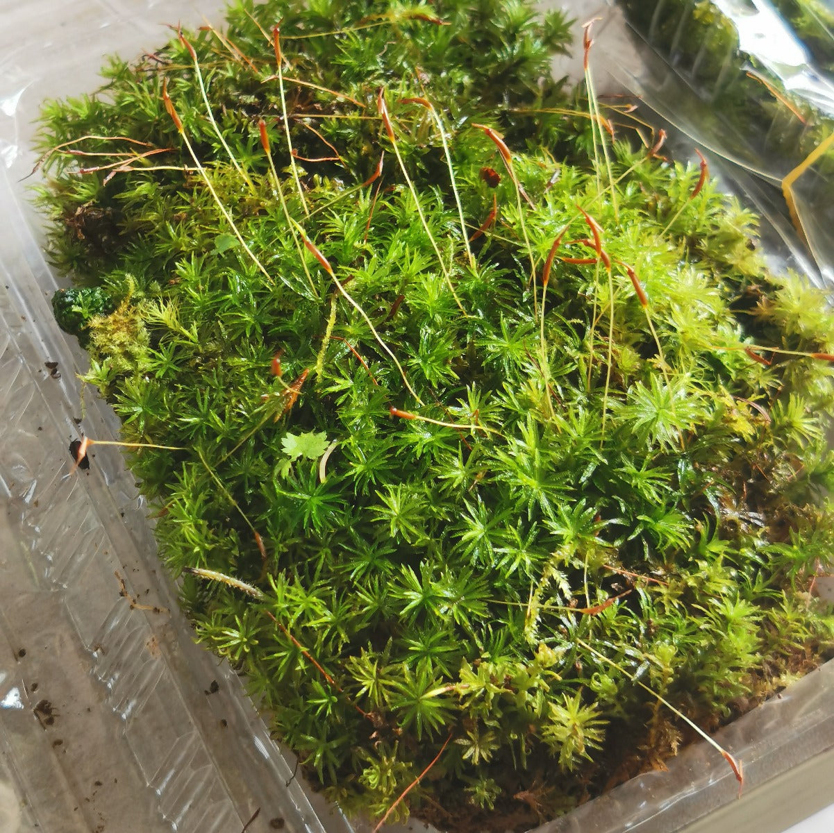 Atrichum undulatum