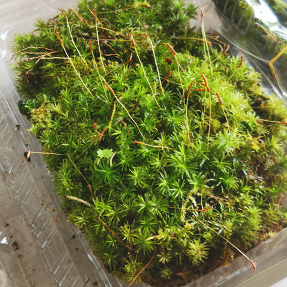 Atrichum undulatum