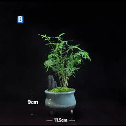 Bamboo Bonsai (Bambusoideae sp)
