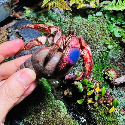 Purple Pincer Land Hermit Crab ( Coenobita clypeatus )