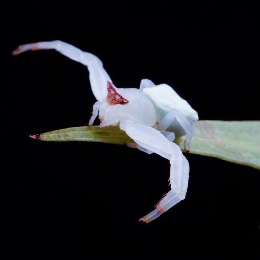 Masked Crab Spider (Thomisus labefactus )