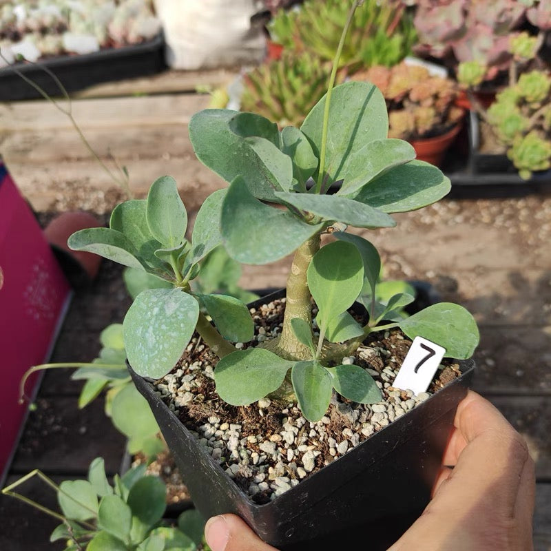 Baboon's Cabbage Bush (Othonna triplinervia)