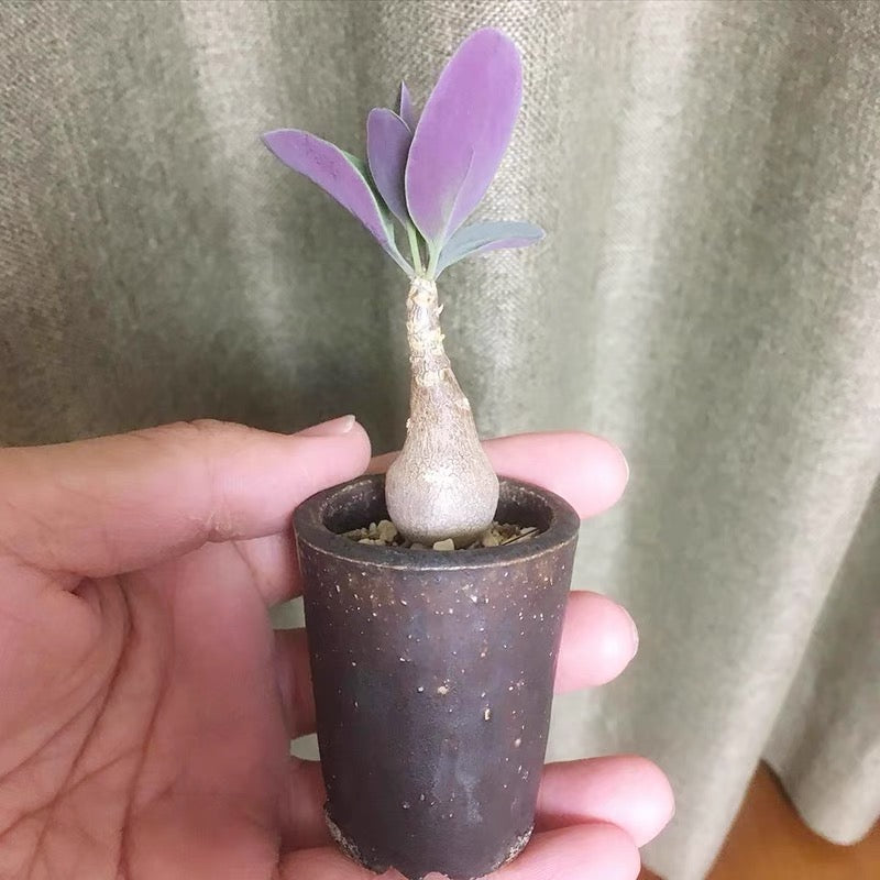 Baboon's Cabbage Bush (Othonna triplinervia)