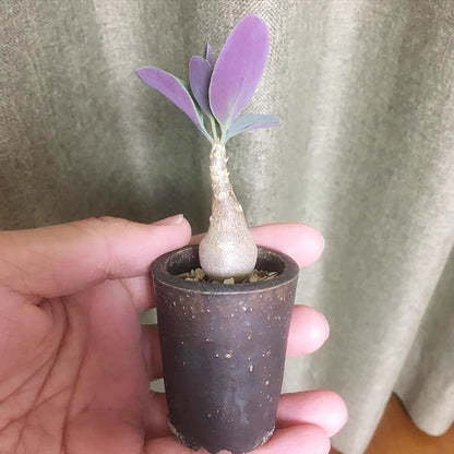 Baboon's Cabbage Bush (Othonna triplinervia)