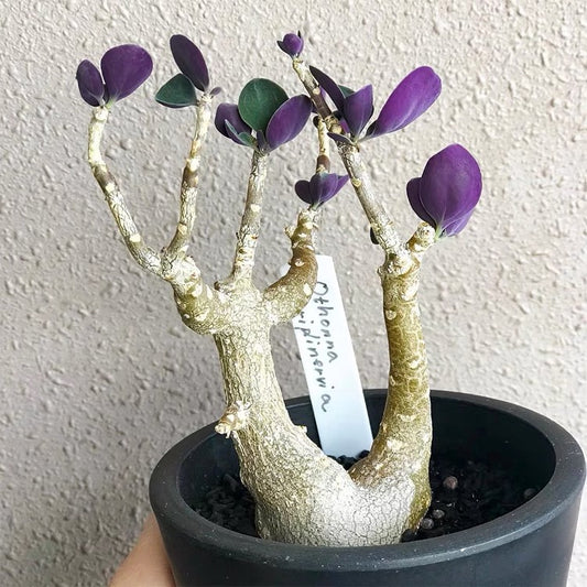 Baboon's Cabbage Bush (Othonna triplinervia)