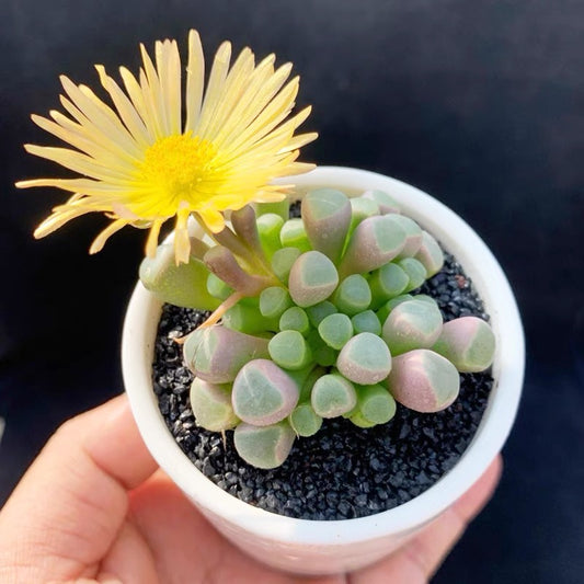 Baby  toes (Fenestraria aurantiaca)