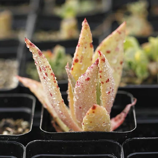 Baja liveforever(Dudleya ingens)