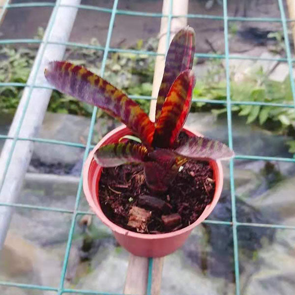 Bam (Bromeliad Neoregelia)