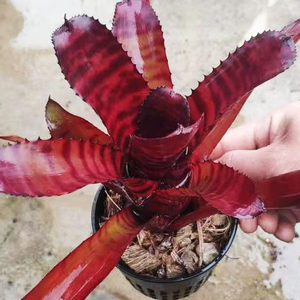 Bam (Bromeliad Neoregelia)