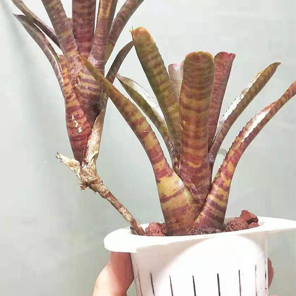 Bam (Bromeliad Neoregelia)