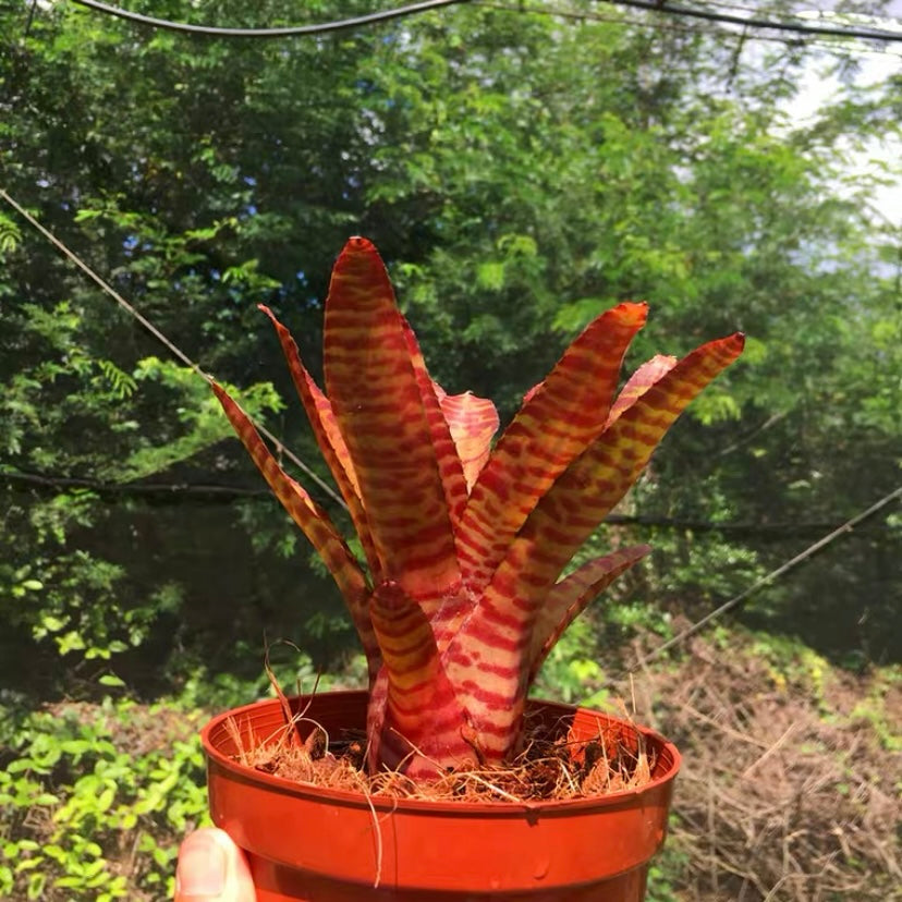 Bam (Bromeliad Neoregelia)
