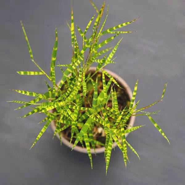 Tiger Stripe Bamboo  ( Acorus sp.)