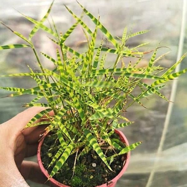 Tiger Stripe Bamboo  ( Acorus sp.)