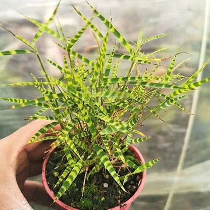 Tiger Stripe Bamboo  ( Acorus sp.)