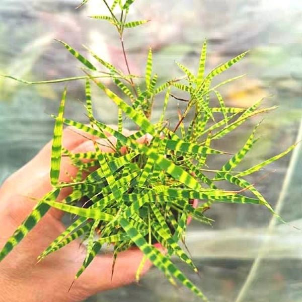 Tiger Stripe Bamboo  ( Acorus sp.)
