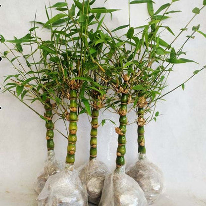 buddha belly bonsai tree Buddha belly (Acorus sp.) for Sale
