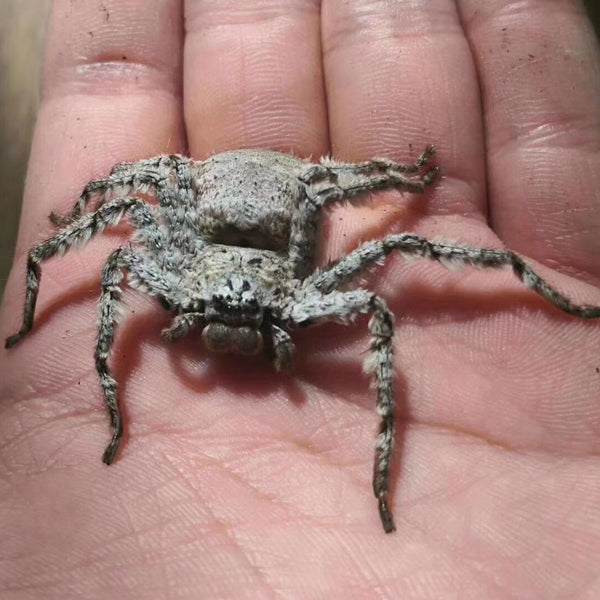 Ghost Hunter Spider (Barylestis saaristoi)
