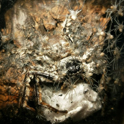 Ghost Hunter Spider (Barylestis saaristoi)