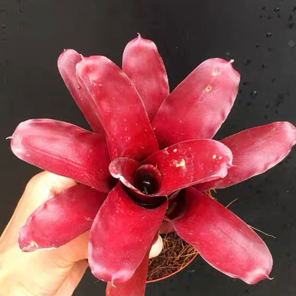 Bavid Red (Bromeliad  Neoregelia)
