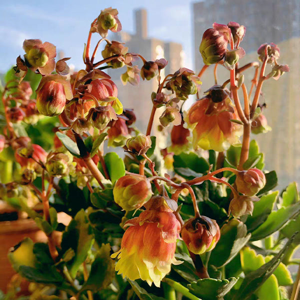 Beach Bells ( Kalanchoe manginii ‘ Wendy Sunny Balloon ’ )