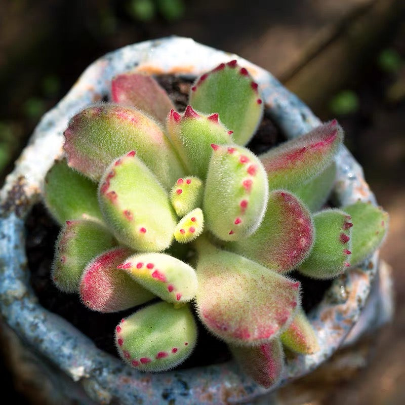 Bear's Paw (Cotyledon tomentosa)