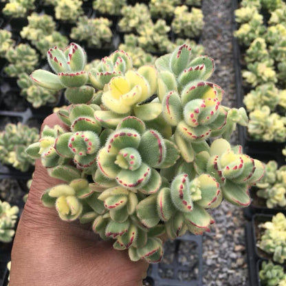 Bear's Paw (Cotyledon tomentosa)