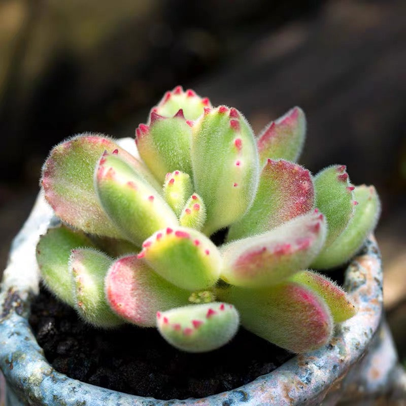 Bear's Paw (Cotyledon tomentosa)