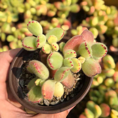 bear paw succulent flower Bear's Paw (Cotyledon tomentosa) for Sale