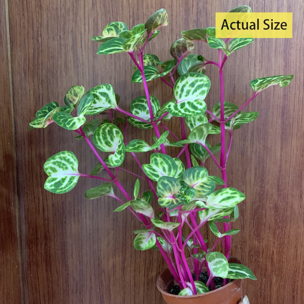 Beefsteak plant ( Iresine herbstii ' Aureoreticulata ' )