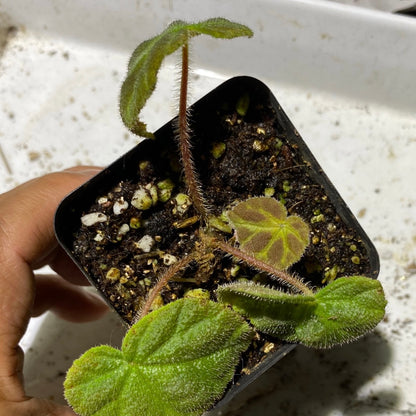 Begonia Luochengensis