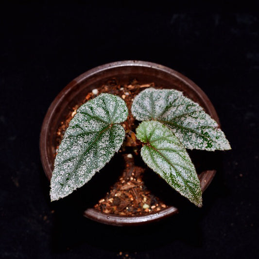 Begonia Acetosella Craib