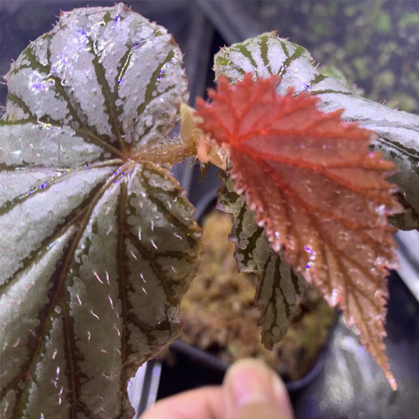 Begonia ‘Aya’
