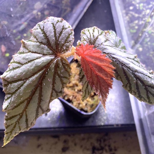 Begonia ‘Aya’