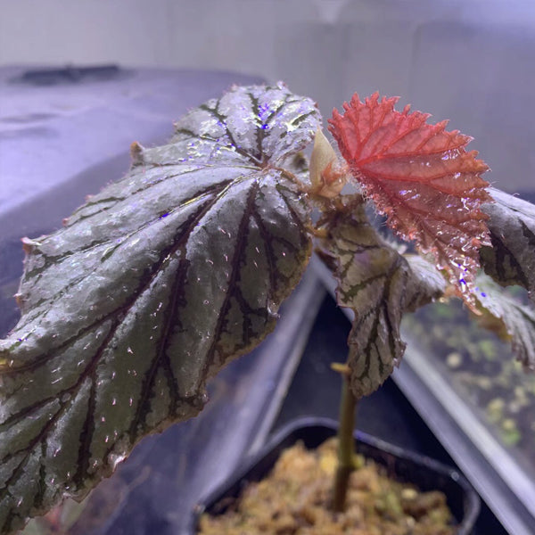 Begonia ‘Aya’