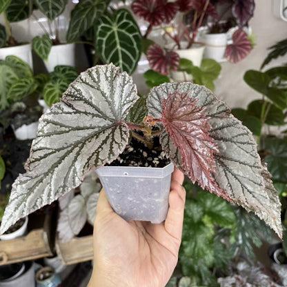 Begonia ‘Aya’
