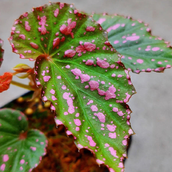 Begonia Bengohensis