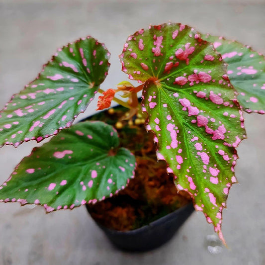 Begonia Bengohensis
