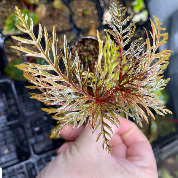 Begonia Bipinnatifida