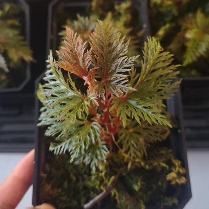 Begonia Bipinnatifida
