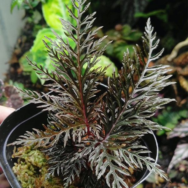 Begonia Bipinnatifida